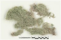 藏品(粗葉泥炭苔)的圖片